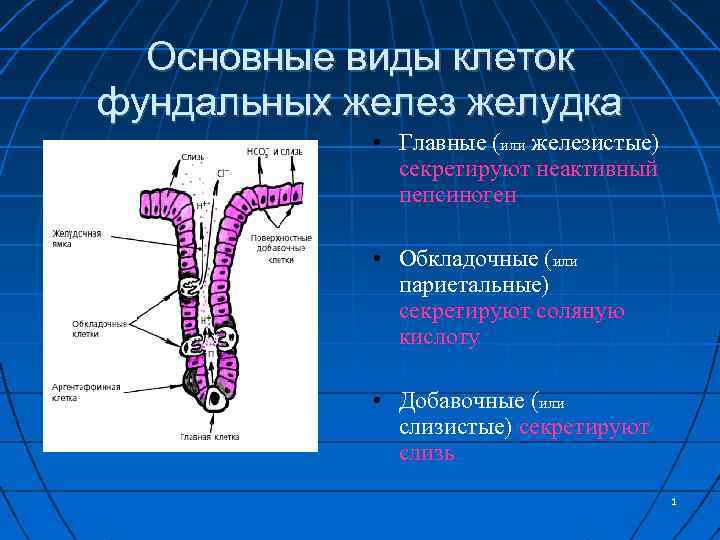 Париетальные клетки желудка