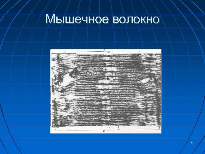 Мышечное волокно 1 