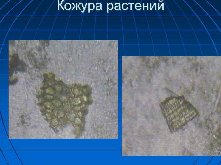 Кожура растений 1 