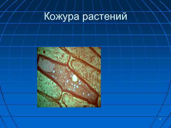 Кожура растений 1 