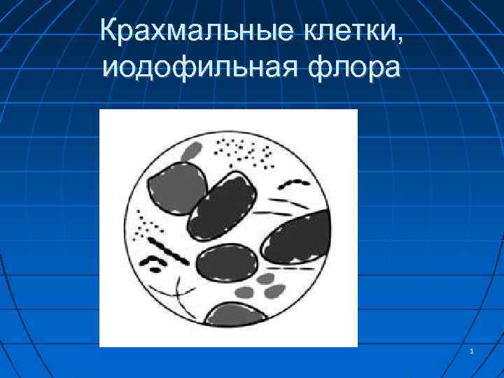 Крахмальные клетки, иодофильная флора 1 