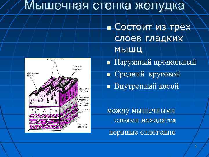 Мышечная стенка. Стенка желудка состоит из слоев. Стенка желудка состоит из 3 слоев. Мышечная стенка желудка состоит из трёх слоёв __. Стенки желудка состоят из трех слоев.