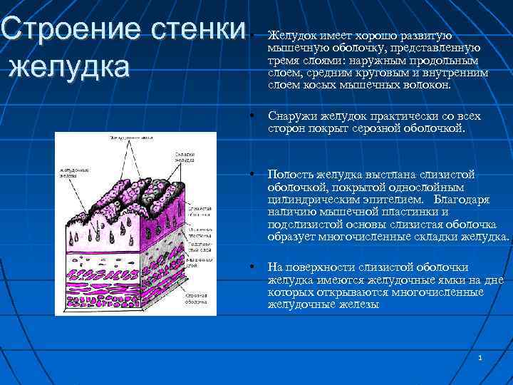 Подслизистая основа какая ткань