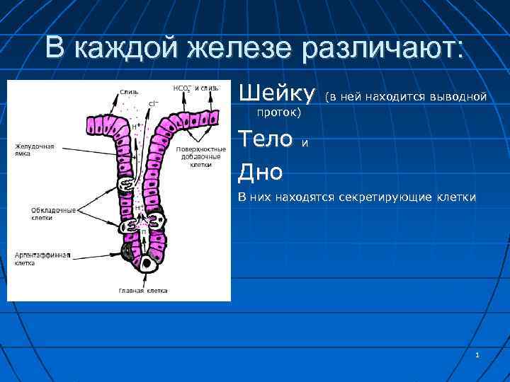 В каждой железе различают: Шейку (в ней находится выводной проток) Тело Дно и В