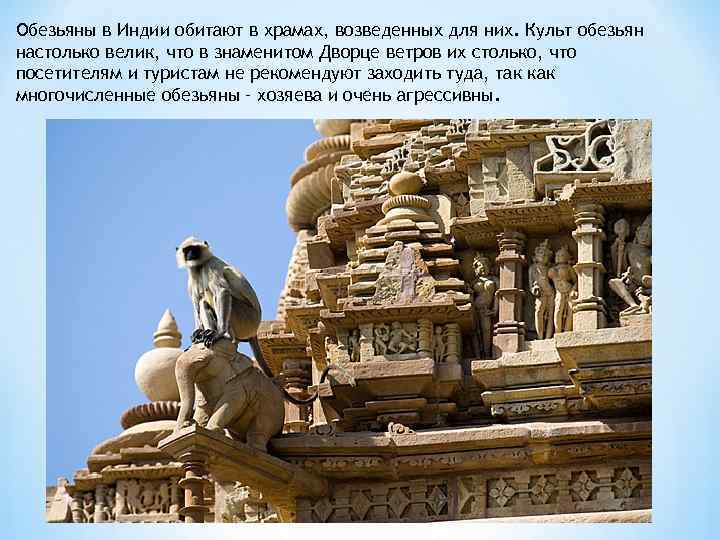 Обезьяны в Индии обитают в храмах, возведенных для них. Культ обезьян настолько велик, что