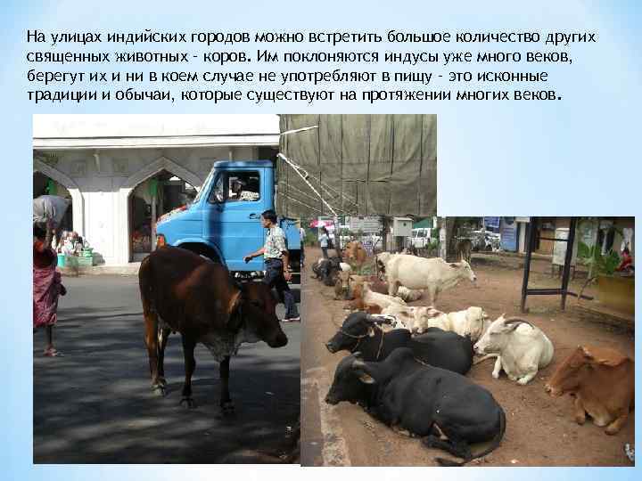 На улицах индийских городов можно встретить большое количество других священных животных – коров. Им