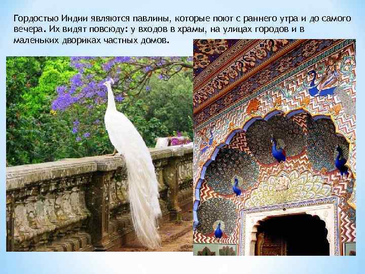 Гордостью Индии являются павлины, которые поют с раннего утра и до самого вечера. Их