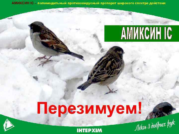 АМИКСИН IC – полимодальный противовирусный препарат широкого спектра действия Перезимуем! 