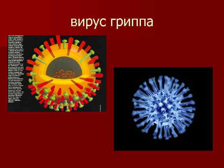 вирус гриппа 