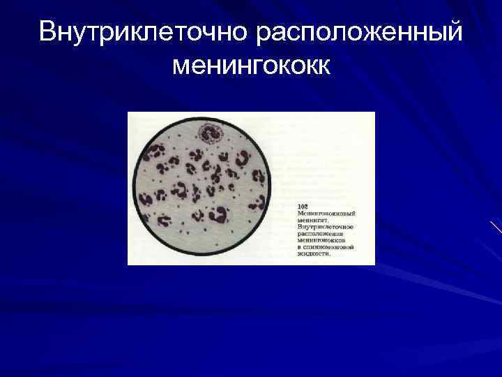 Внутриклеточно расположенный менингококк 