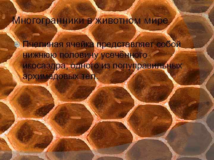 Многогранники в животном мире Пчелиная ячейка представляет собой нижнюю половину усечённого икосаэдра, одного из