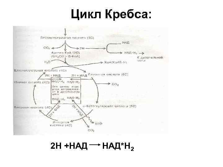Цикл Кребса: 2 Н +НАД НАД*Н 2 