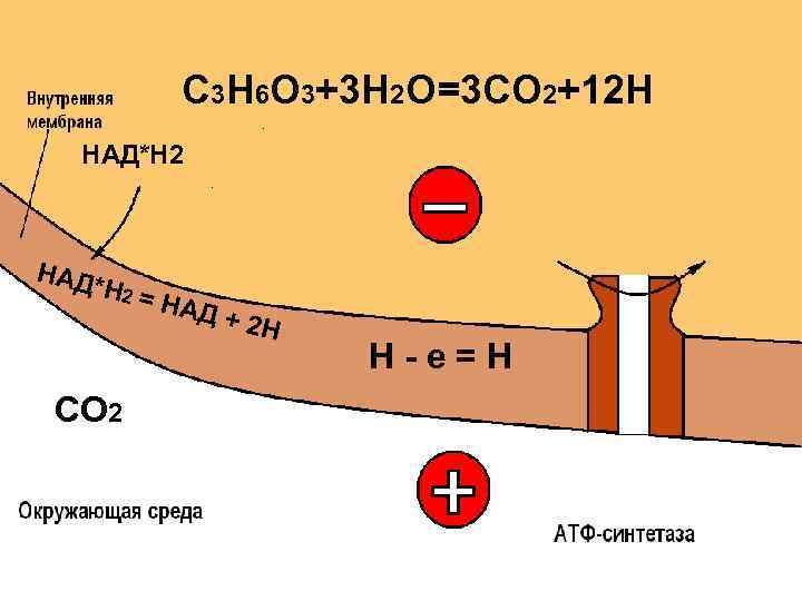 C 3 H 6 O 3+3 H 2 O=3 CO 2+12 H НАД*Н 2