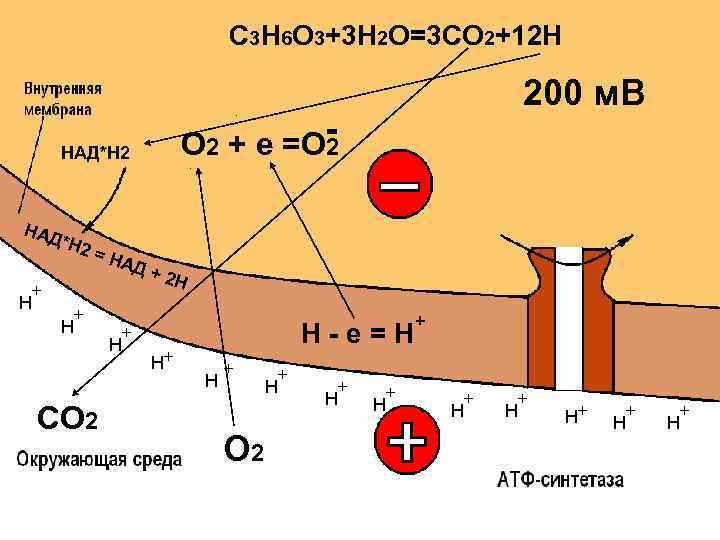 C 3 H 6 O 3+3 H 2 O=3 CO 2+12 H О 2