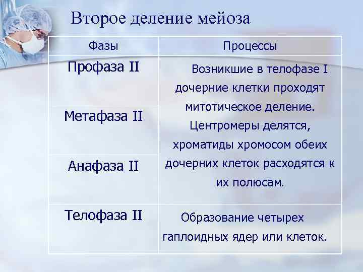 Второе деление мейоза Фазы Процессы Профаза II Возникшие в телофазе I дочерние клетки проходят