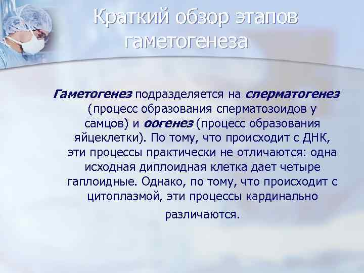 Краткий обзор этапов гаметогенеза Гаметогенез подразделяется на сперматогенез (процесс образования сперматозоидов у самцов) и