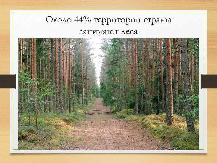 Около 44% территории страны занимают леса 