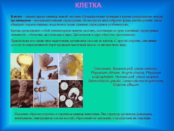 КЛЕТКА Клетка – элементарная единица живой системы. Специфические функции в клетке распределены между органоидами