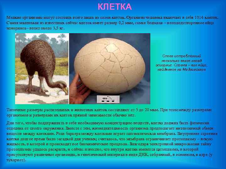КЛЕТКА Мелкие организмы могут состоять всего лишь из сотен клеток. Организм человека включает в