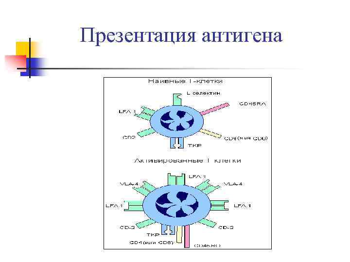 Презентация антигенов это