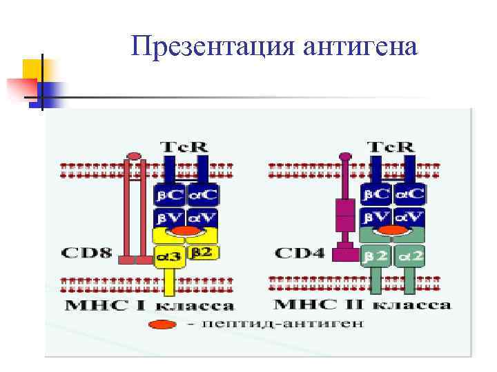 Презентация антигена 