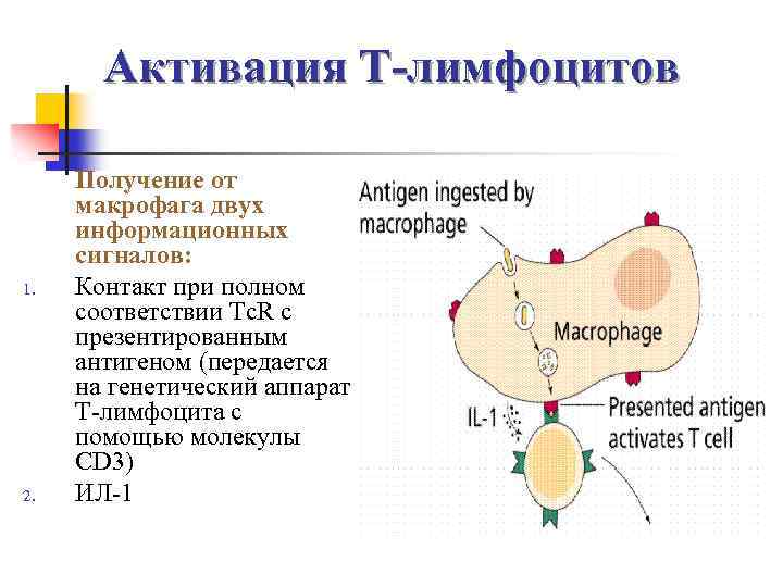 Активация Т-лимфоцитов 1. 2. Получение от макрофага двух информационных сигналов: Контакт при полном соответствии