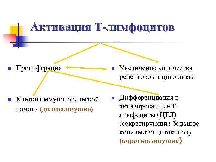 Активация Т-лимфоцитов n n Пролиферация Клетки иммунологической памяти (долгоживущие) n n Увеличение количества рецепторов