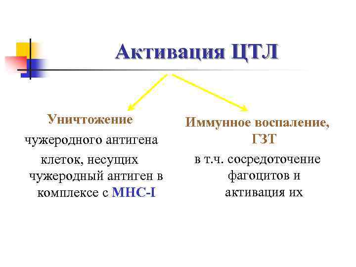 Активация ЦТЛ Уничтожение чужеродного антигена клеток, несущих чужеродный антиген в комплексе с МНС-I Иммунное
