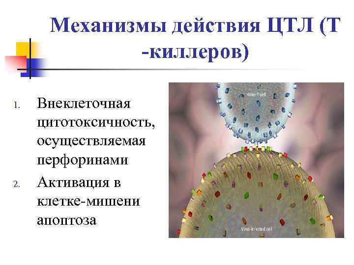Механизмы действия ЦТЛ (Т -киллеров) 1. 2. Внеклеточная цитотоксичность, осуществляемая перфоринами Активация в клетке-мишени