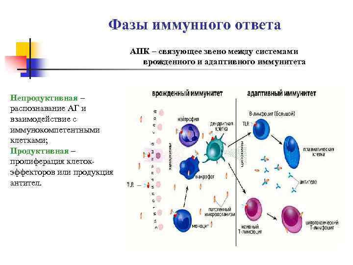 Упрощенная схема иммунного ответа