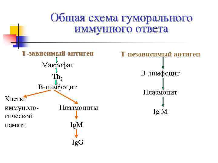 Общая схема гуморального иммунного ответа Т-зависимый антиген Т-независимый антиген Макрофаг Тh 2 В-лимфоцит Клетки