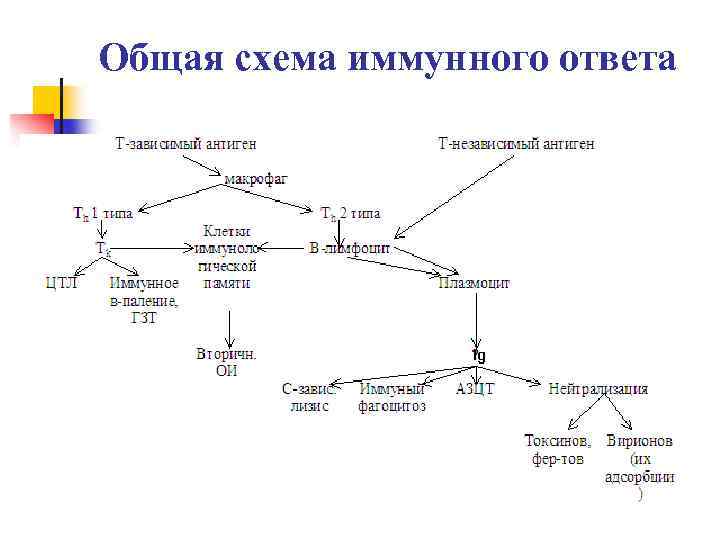 Упрощенная схема иммунного ответа