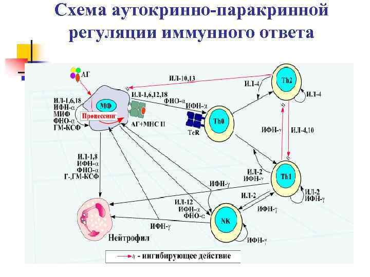 Регуляция иммунных процессов