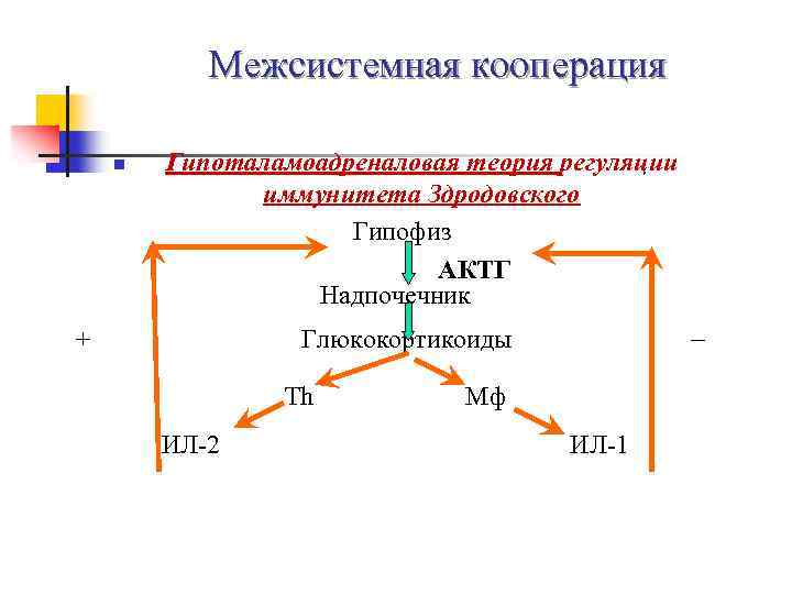 Межсистемная кооперация n Гипоталамоадреналовая теория регуляции иммунитета Здродовского Гипофиз АКТГ Надпочечник + Глюкокортикоиды Th