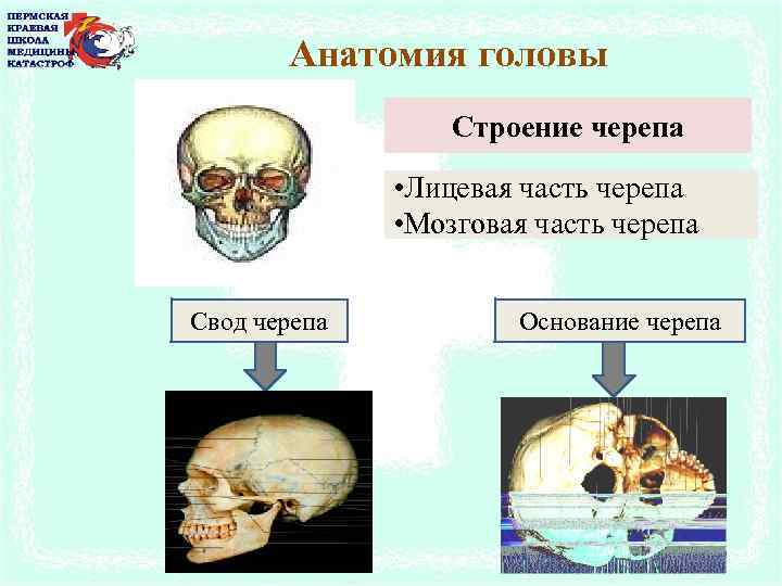 Мозговой череп свод и основание. Свод и основание черепа. Граница между сводом и основанием черепа. Граница свода и основания черепа.