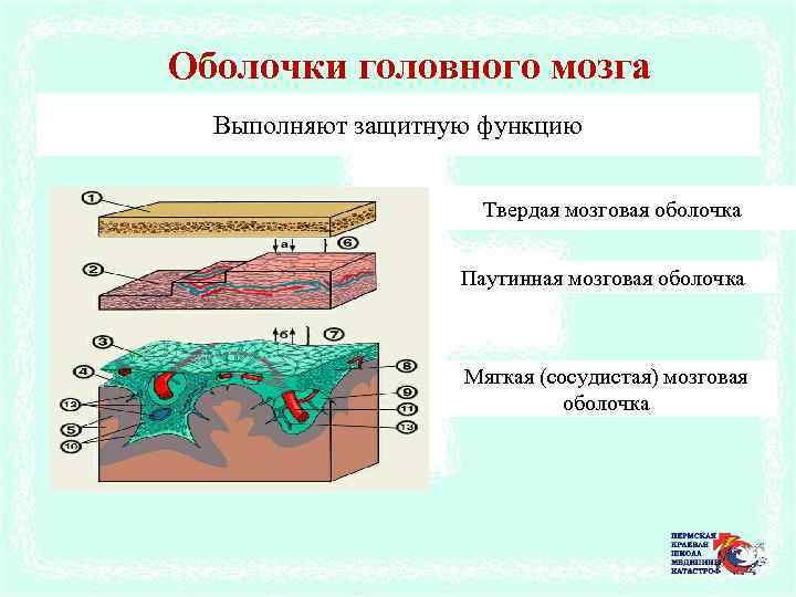 Оболочки головного мозга Выполняют защитную функцию Твердая мозговая оболочка Паутинная мозговая оболочка Мягкая (сосудистая)