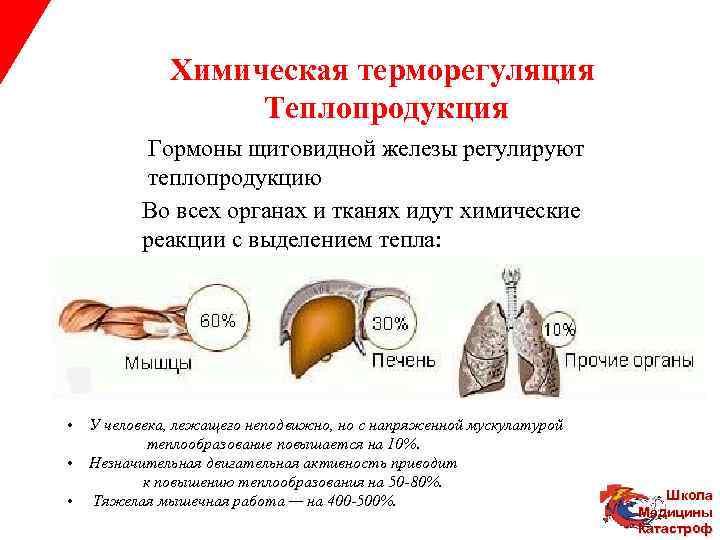 Химическая терморегуляция Теплопродукция Гормоны щитовидной железы регулируют теплопродукцию Во всех органах и тканях идут