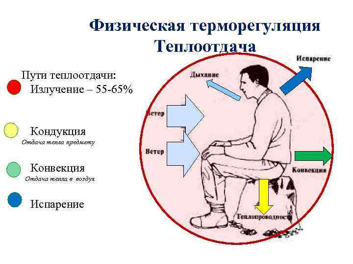 Физическая терморегуляция Теплоотдача Пути теплоотдачи: Излучение – 55 -65% Кондукция Отдача тепла предмету Конвекция