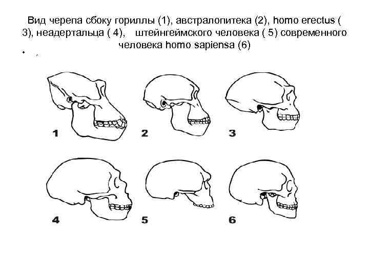 Вид черепа сбоку гориллы (1), австралопитека (2), homo erectus ( 3), неадертальца ( 4),