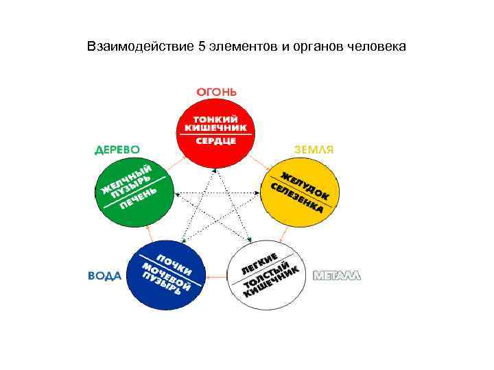 Взаимодействие 5 элементов и органов человека 