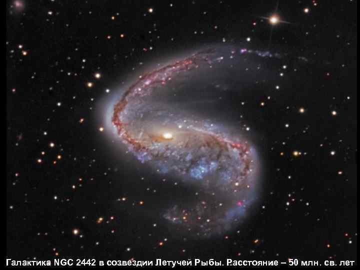 Галактика NGC 2442 в созвездии Летучей Рыбы. Расстояние – 50 млн. св. лет 