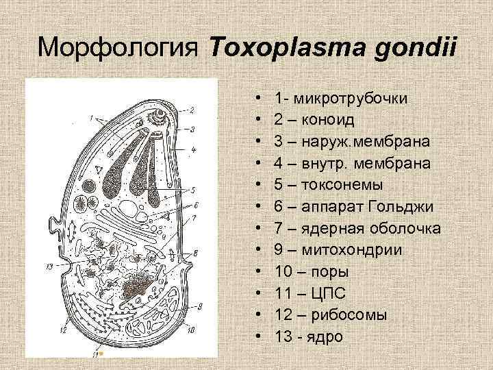 Морфология Toxoplasma gondii • • • 1 - микротрубочки 2 – коноид 3 –