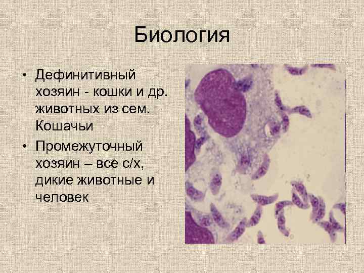 Биология • Дефинитивный хозяин - кошки и др. животных из сем. Кошачьи • Промежуточный