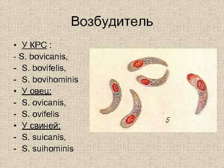 Возбудитель • У КРС : - S. bovicanis, - S. bovifelis, - S. bovihominis