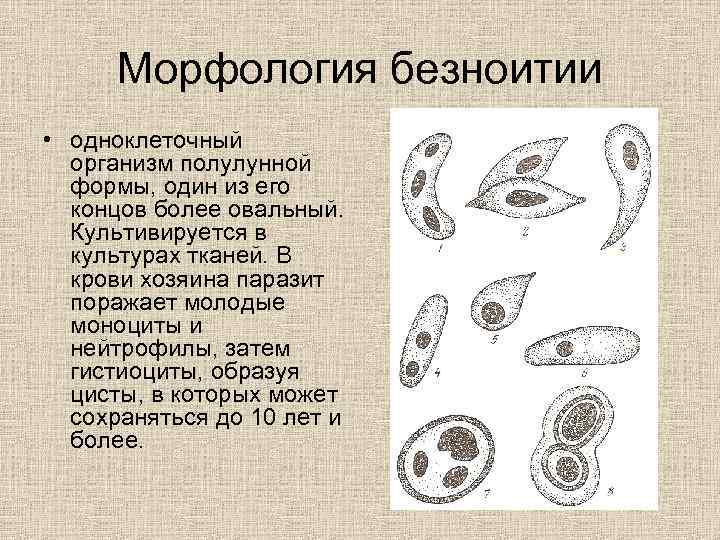 Морфология безноитии • одноклеточный организм полулунной формы, один из его концов более овальный. Культивируется