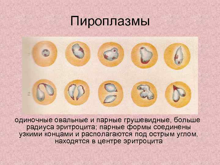 Пироплазмы одиночные овальные и парные грушевидные, больше радиуса эритроцита; парные формы соединены узкими концами