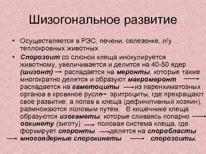 Шизогональное развитие • Осуществляется в РЭС, печени, селезенке, л/у теплокровных животных • Спорозоит со