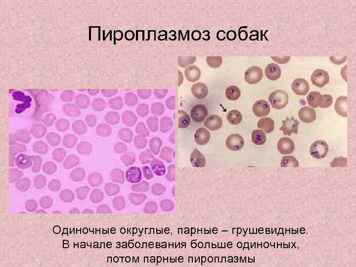 Пироплазмоз собак Одиночные округлые, парные – грушевидные. В начале заболевания больше одиночных, потом парные