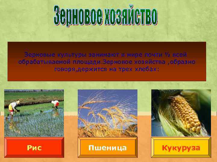 Зерновые культуры занимают в мире почти ½ всей обрабатываемой площади. Зерновое хозяйства , образно