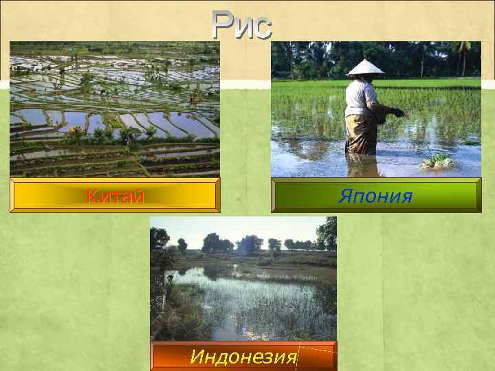 Китай Япония Индонезия 